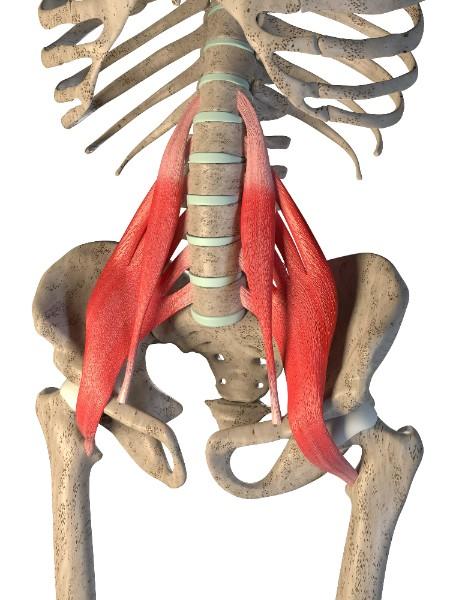 Lombalgie: intérêt de l'étirement du muscle psoas-iliaque par votre ostéopathe